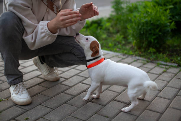 istock Jack scatter dog breed. Little pet. 1332735385