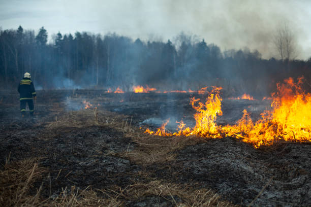 istock Dry grass is burning. Fire in the field in spring. 1332735388