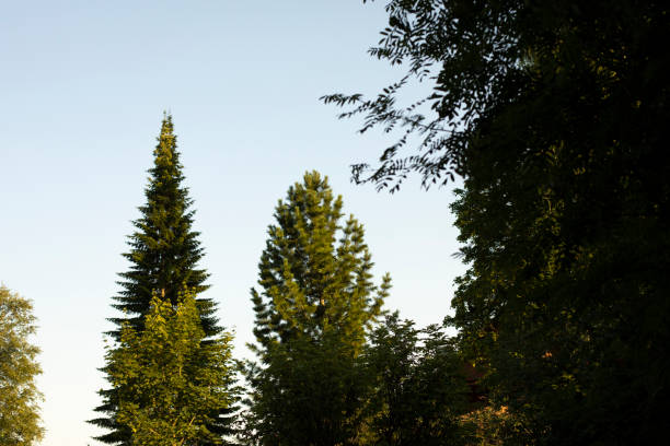 Lonely fir tree against the sky. Tall spruce stands out from other trees. Landscape with a forest. A tree of record height. Spruce plant in summer.