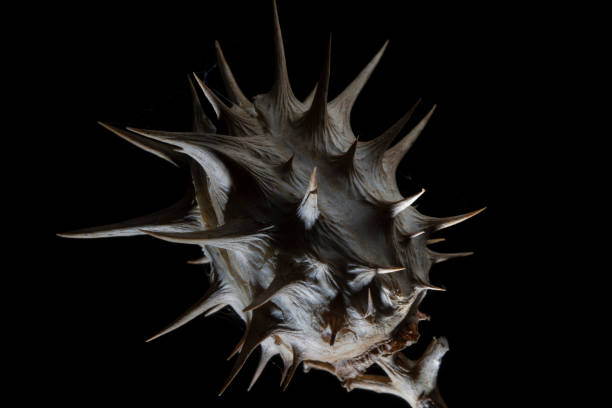 istock Macro of Datura stramonium seed pod 1332735447