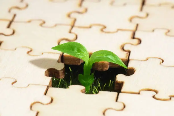 Young plant coming through a blank of a wooden jigsaw puzzle