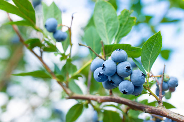 Blueberries bush with berries ready for harvesting.