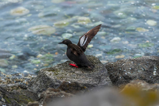 A Pigeon Guillemot standing on a rock on the shore of the Puget Sound, on Whidbey Island, in Washington State.