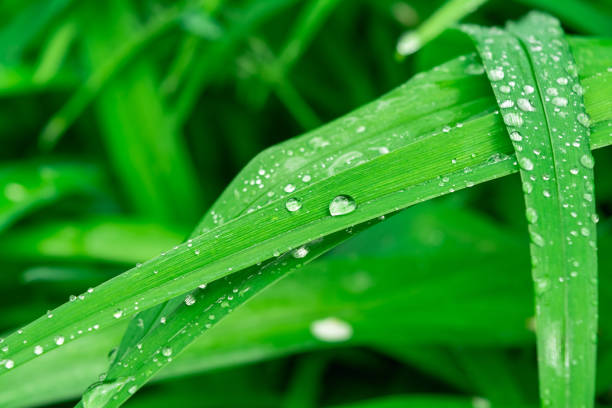 istock Water drops on the green grass. Close-up nature abstract background 1332738500