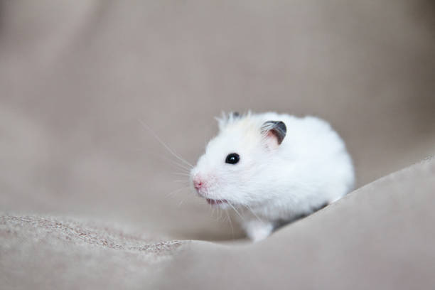 istock White hamster with pink paws and black eyes 1332738539