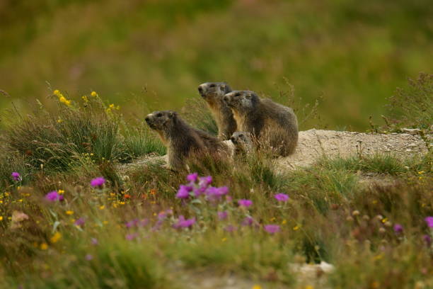 Group of marmots on a rock.