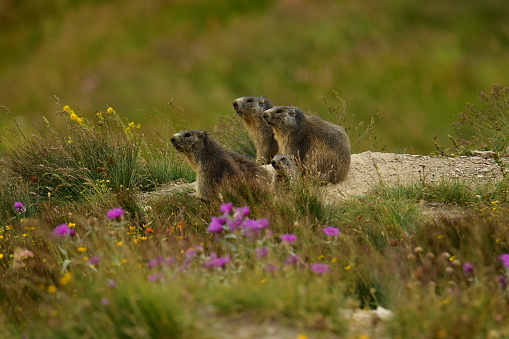 Group of marmots on a rock in the Alps. Summer landscape.