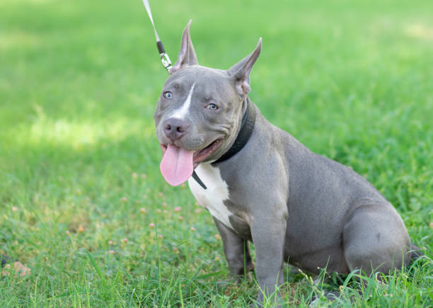 100+ Blue Nose Pitbull Puppies Stock Photos, Pictures & Royalty-Free Images  - Istock