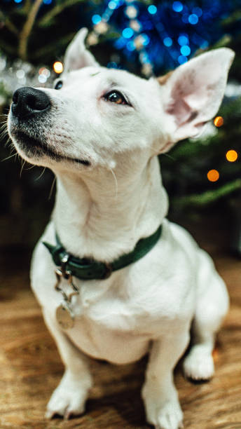 istock White dog in a collar with an address label 1332741992