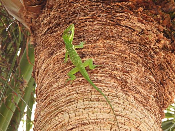 istock Cuban Knight Anole (Anolis equestris) resting on a palm tree 1332742130