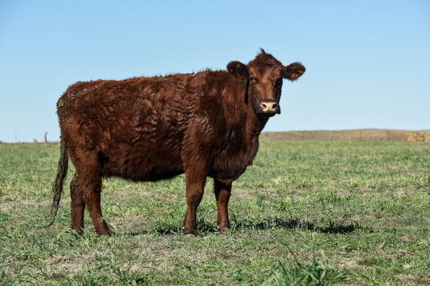 istock cows in the field.aerial view 1332743732