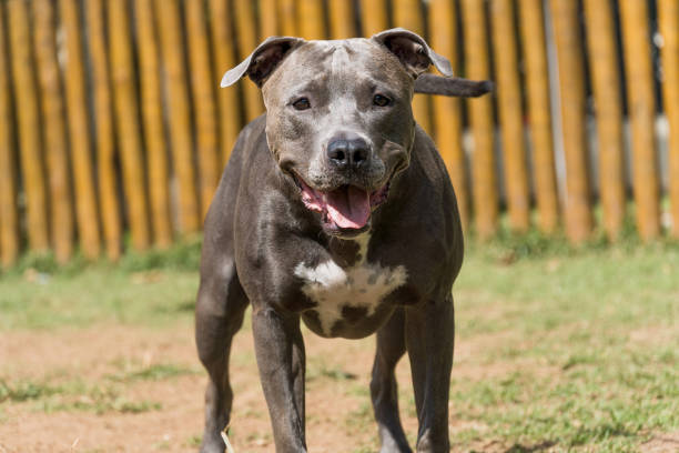 istock Pit bull dog playing in the park. Selective focus 1332743955