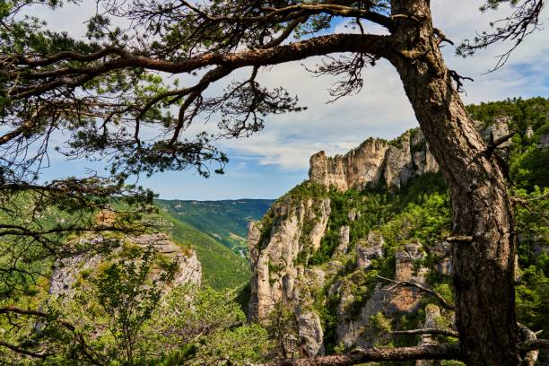 istock Rock formation in the Gorges Du Tarn 1332744601