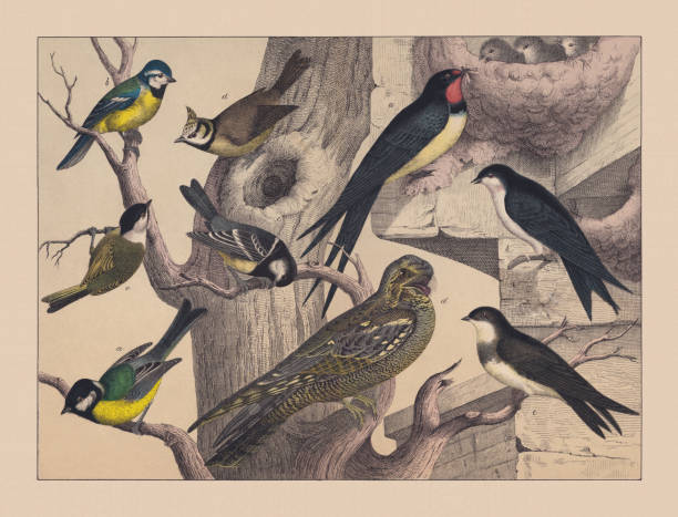 Songbirds (Passeriformes), hand-colored chromolithograph, published in 1882 Songbirds (Passeriformes), left side, tits (Paridae): a) Great tit (Parus major); b) Eurasian blue tit (Cyanistes caeruleus); c) Coal tit (Periparus ater); European crested tit (Lophophanes cristatus); e). Right side, swallows (Hirundinidae): a) Barn swallow (Hirundo rustica;); b) Common house martin (Delichon urbicum); c) Sand martin (Riparia riparia); d) European nightjar (Caprimulgus europaeus). Hand-colored chromolithograph, published in 1882. barn swallow stock illustrations