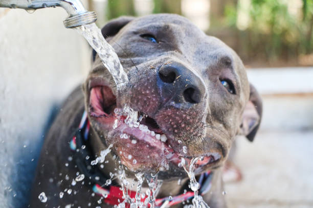 istock Happy Pit Bull dog drinking tap water in the park after playing. Selective focus 1332744898