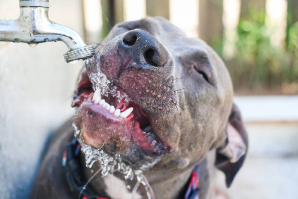istock Happy Pit Bull dog drinking tap water in the park after playing. Selective focus 1332745770