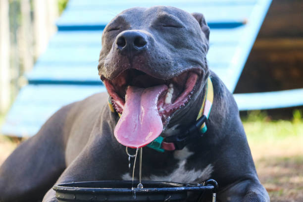 istock Happy Pit Bull dog drinking tap water in the park after playing. Selective focus 1332745771
