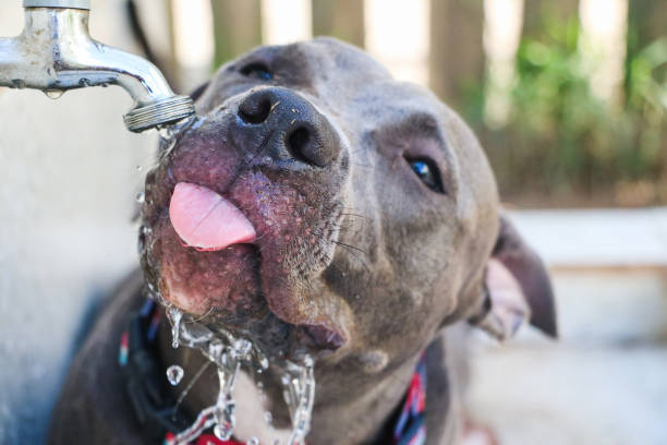 istock Happy Pit Bull dog drinking tap water in the park after playing. Selective focus 1332745824