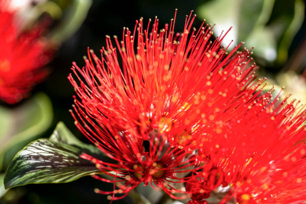 istock Closeup native red fluffy flower,s Mimosa, background with copy space 1332746561