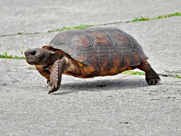 istock Gopher Tortoise (Gopherus polyphemus) crossing the road 1332746694