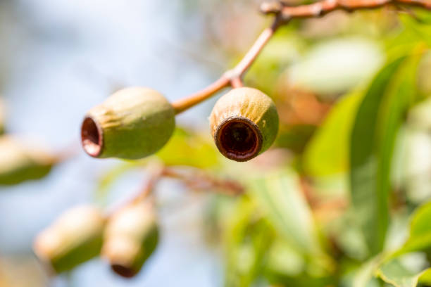 istock Closeup Australian Gum nuts, beautiful nature background with copy space 1332746750