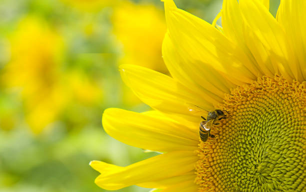 istock Honey bee pollinating blooming sunflower. 1332746768