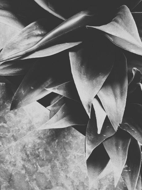 istock Black and White Plant Background 1332748134