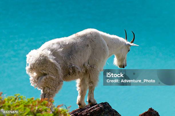 Aquamarin Gletschersees Und Mountain Goat Stockfoto und mehr Bilder von Fotografie - Fotografie, Gehörn, Glacier-Nationalpark