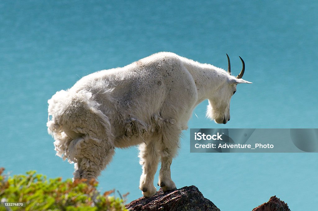 Água-marinha Glacial Lago e Cabra da montanha - Royalty-free Animal Foto de stock