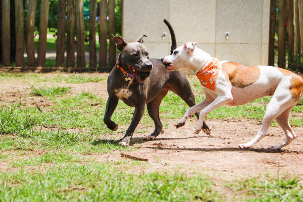 istock Dogs playing and having fun in the park. Selective focus. 1332749044