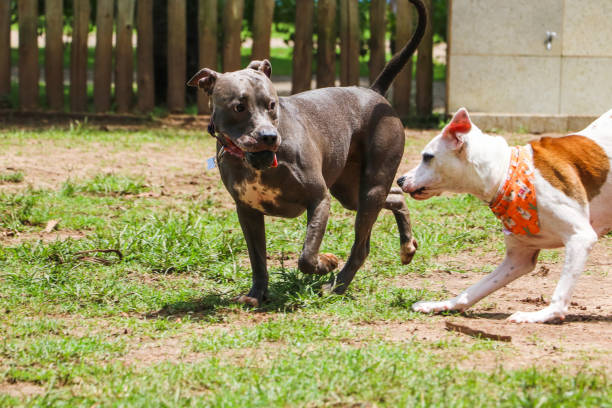 istock Dogs playing and having fun in the park. Selective focus. 1332749167