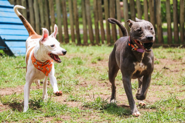 Dogs playing and having fun in the park. Selective focus.