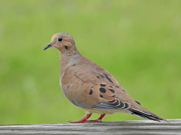 Mourning Dove (Zenaida macroura) resting on a wood railing Mourning Dove side view zenaida dove stock pictures, royalty-free photos & images