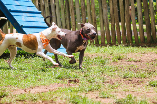 istock Dogs playing and having fun in the park. Selective focus. 1332749312