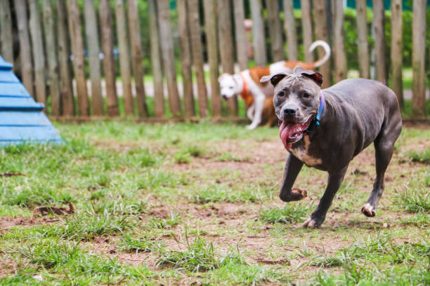 istock Dogs playing and having fun in the park. Selective focus. 1332749936
