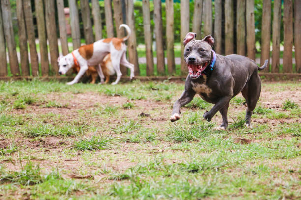 istock Dogs playing and having fun in the park. Selective focus. 1332749962