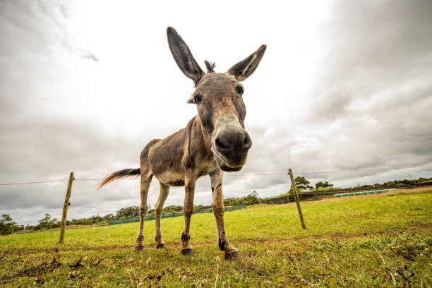 Brown donkey standing on green grass, big ears, cute and funny. stock photo