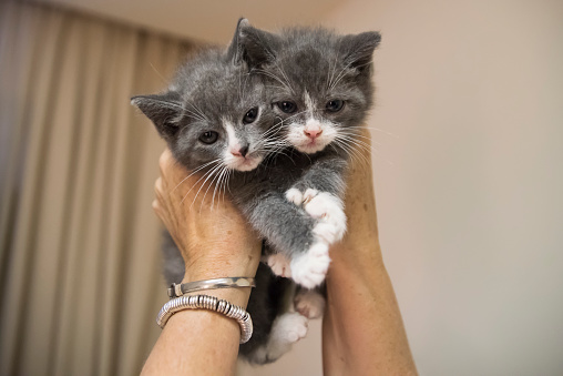 Two adorable 5 weeks kitten held together by senior woman’s hands. They are both white and gray, polydactyls, and looking at the camera. Horizontal indoors full length shot with copy space. No face.