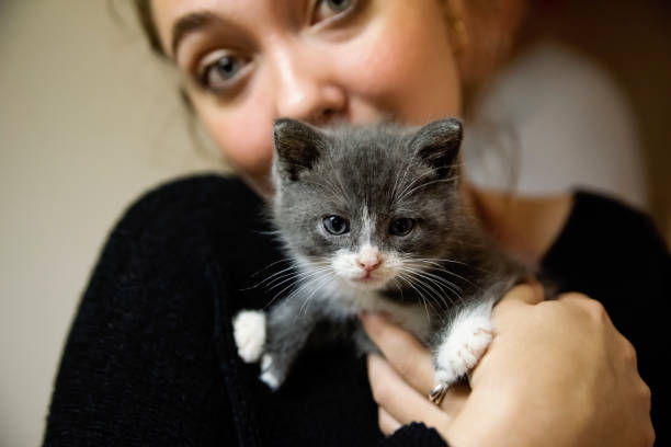 istock Adorable 5 weeks polydactyl kitten in young woman's arms. 1332750936
