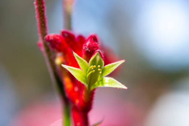 istock Red Kangaroo Paw buds, macro photography, background with copy space 1332750953