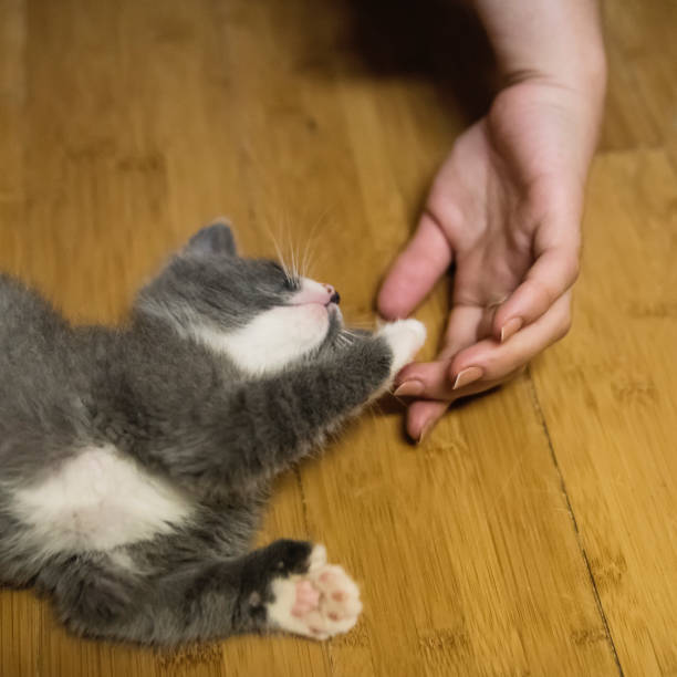 istock Adorable 5 weeks polydactyl kitten and woman's hand. 1332750965