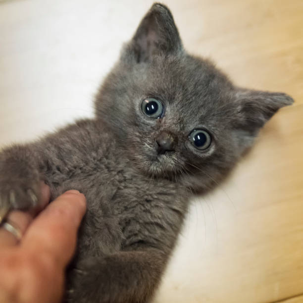 Portrait of an adorable 5 weeks kitten. Kitten is completely grey and looking at the camera. Square indoors full length shot with copy space. No face.