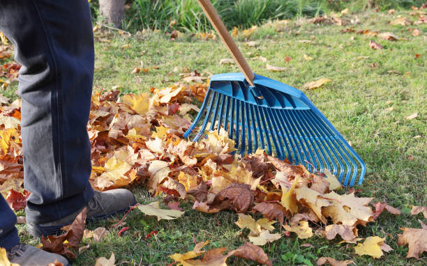 istock Person rake autumn bright maple leaves on grass 1332751873
