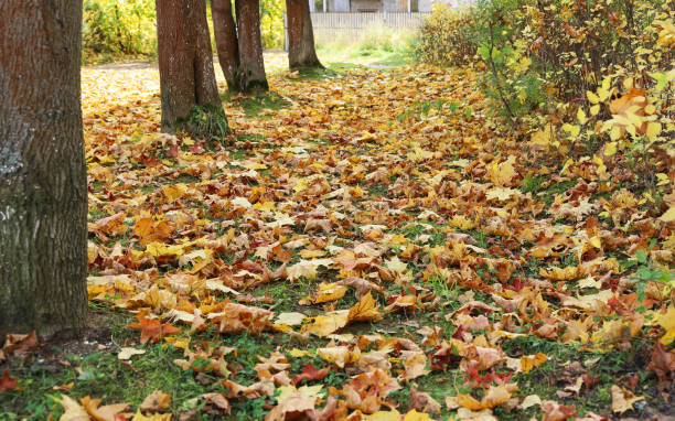 istock Falling autumn maple leaves under trees in park on green grass 1332751928