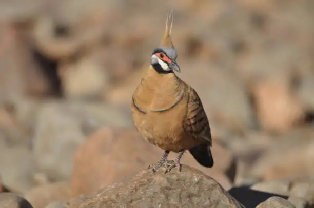 Horizontal image of a bird. Karijini National Park, July 2021