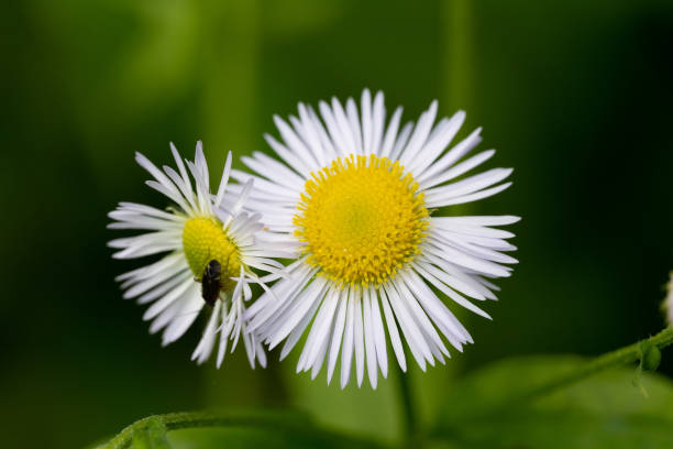 german chamomile seeds *organic* - chamomile plant german chamomile summer green imagens e fotografias de stock