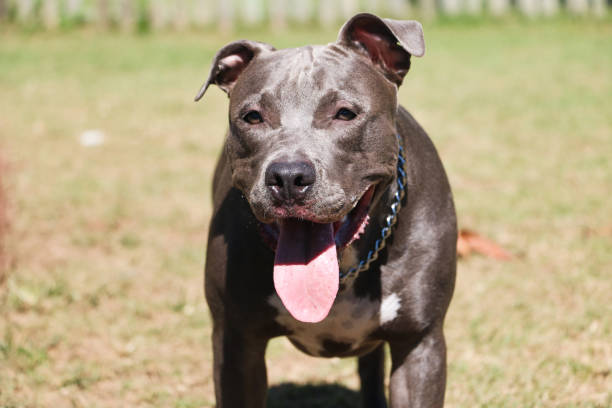 istock Pit bull dog playing and having fun in the park. Selective focus 1332752785
