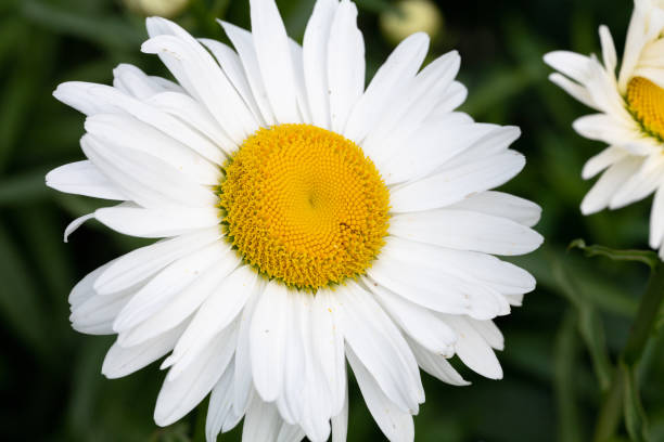 german chamomile seeds *organic* - chamomile plant german chamomile summer green imagens e fotografias de stock