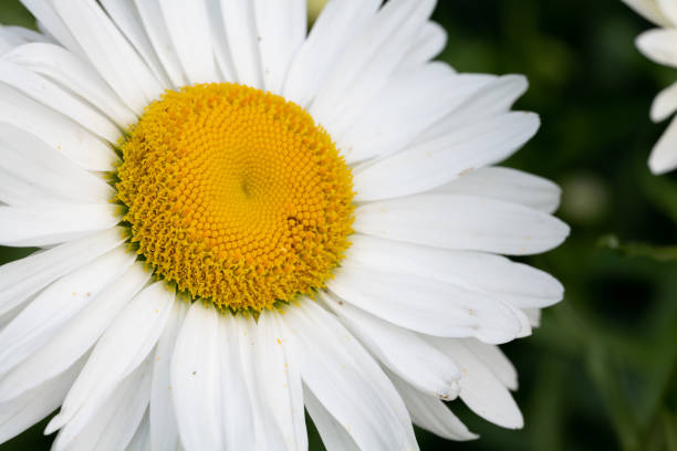 sementes de camomila alemãs *orgânicos* - german chamomile fotos - fotografias e filmes do acervo