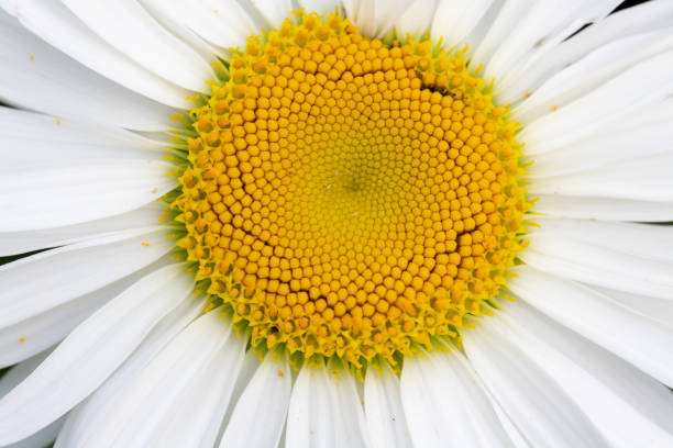 sementes de camomila alemãs *orgânicos* - german chamomile fotos - fotografias e filmes do acervo